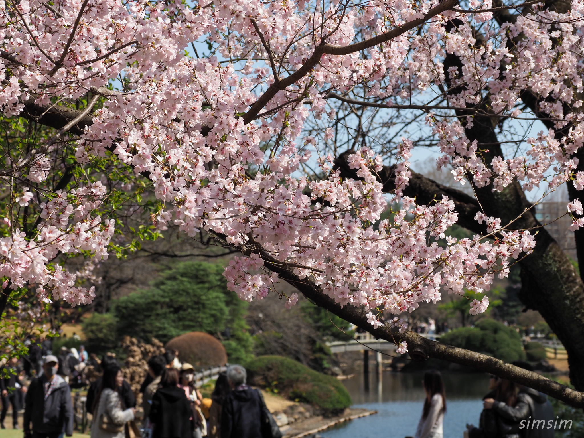 新宿御苑　桜　2026