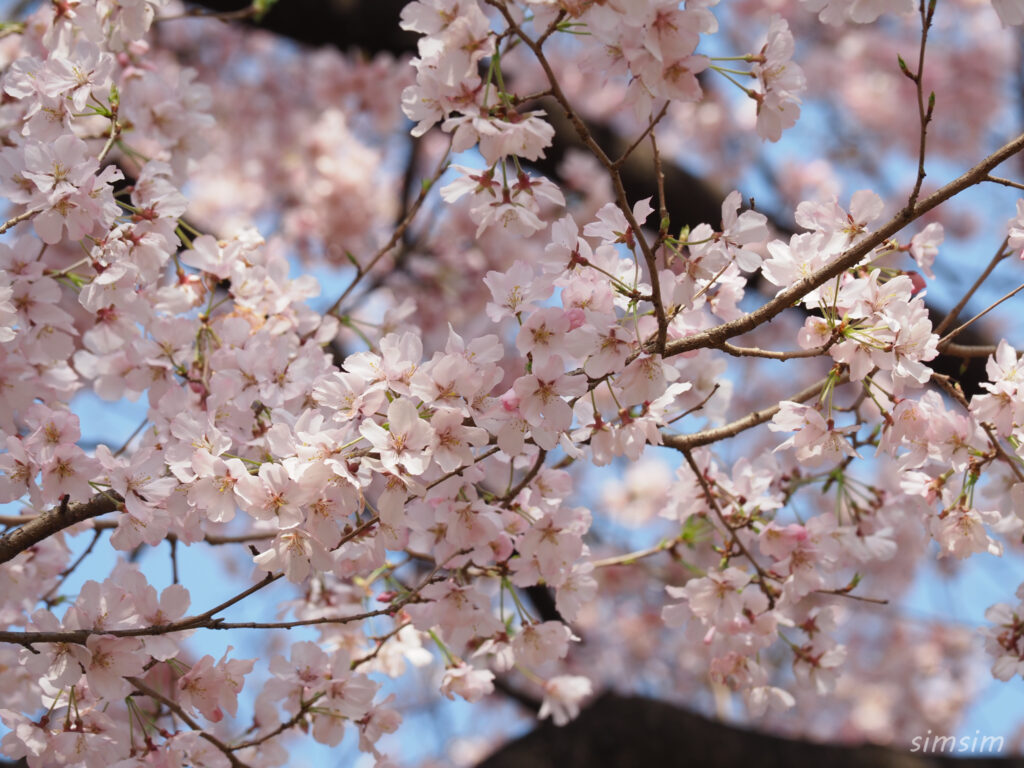 新宿御苑 桜 2026
