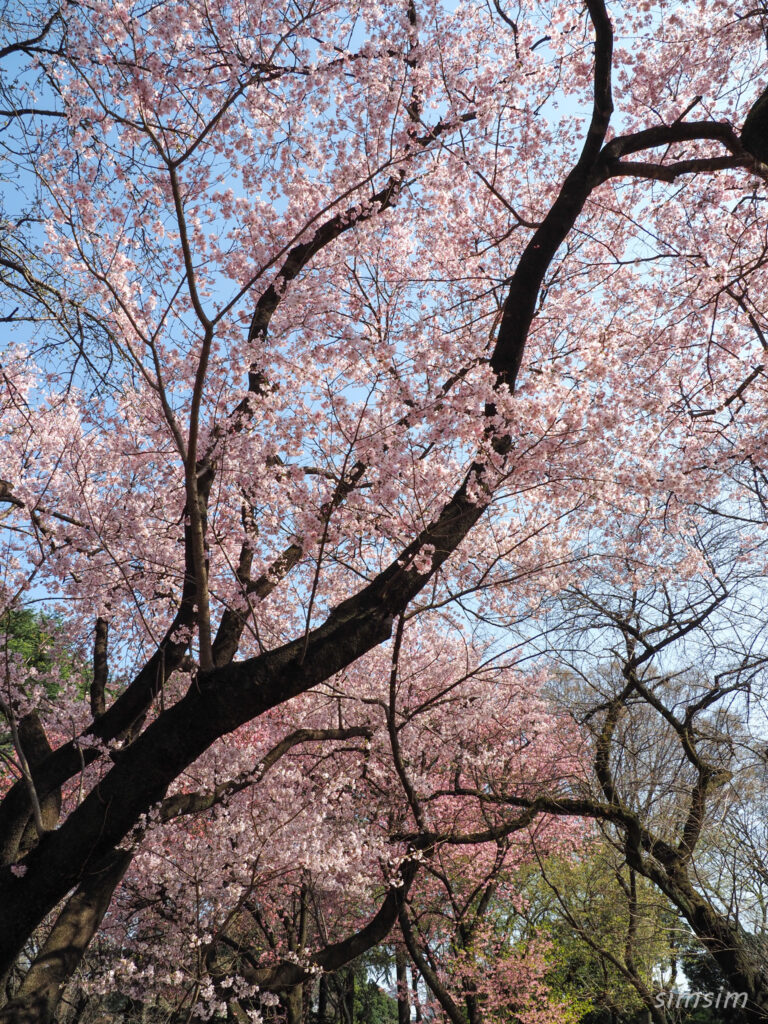 新宿御苑 桜 2026