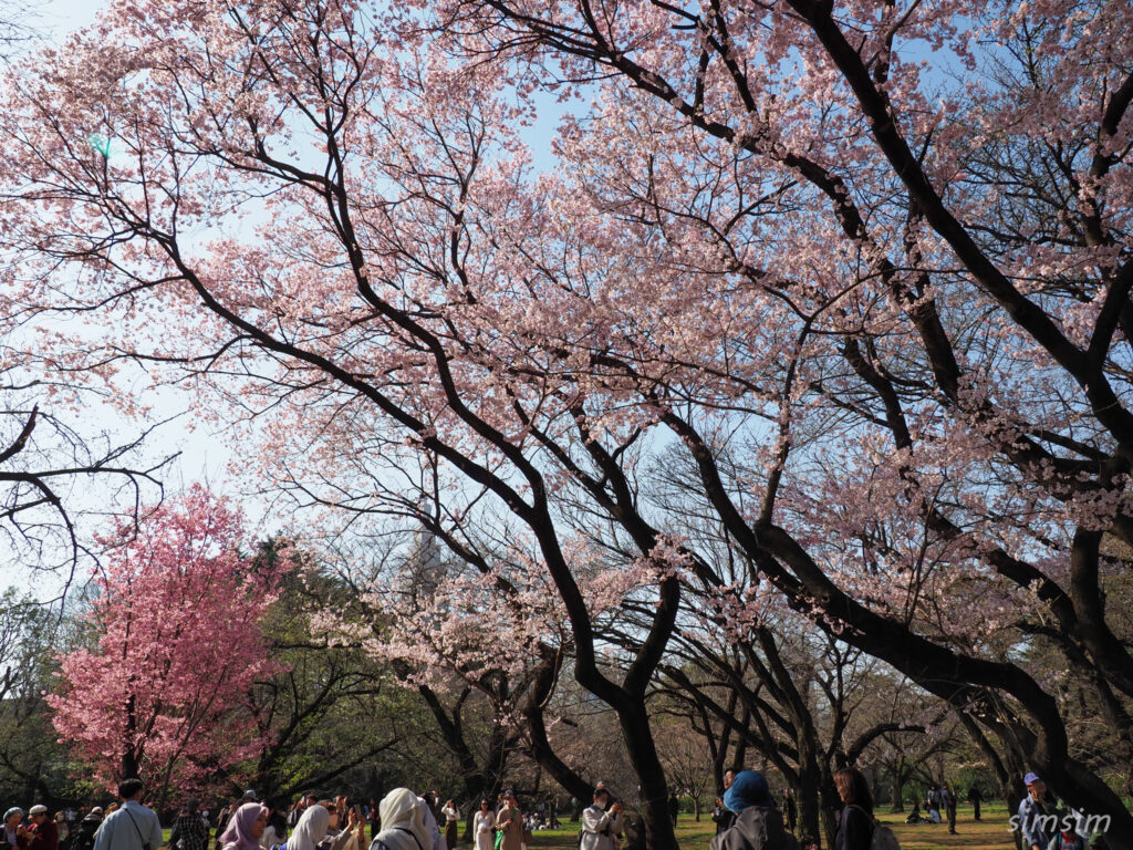 新宿御苑 桜 2026