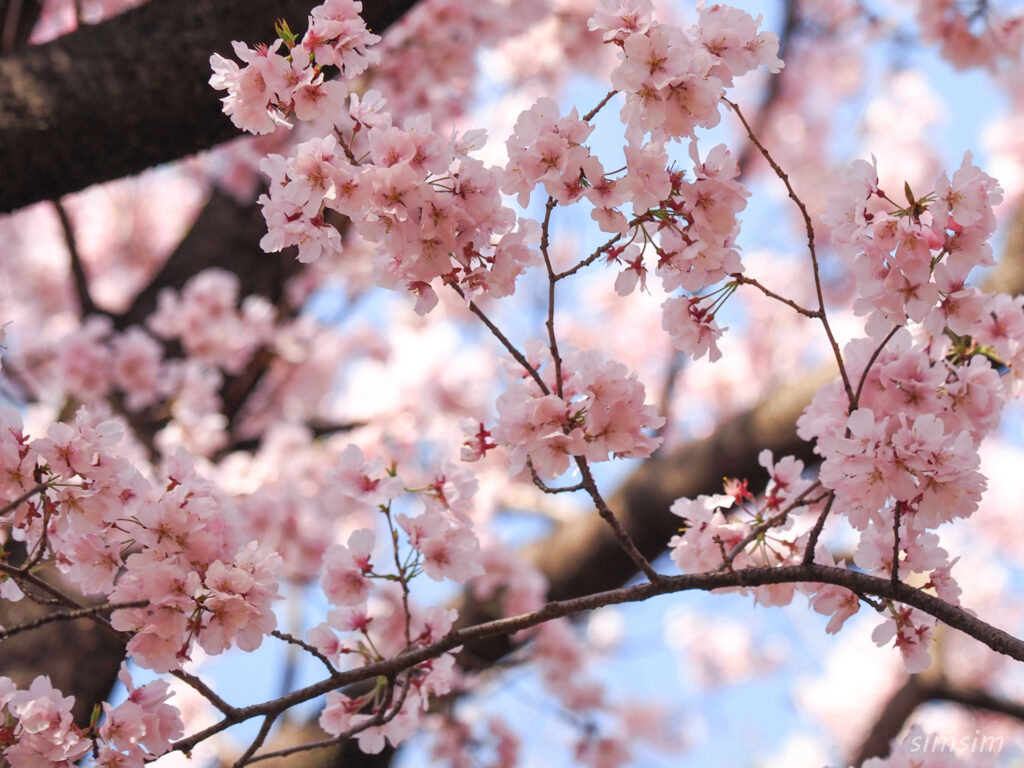 新宿御苑 桜 2026