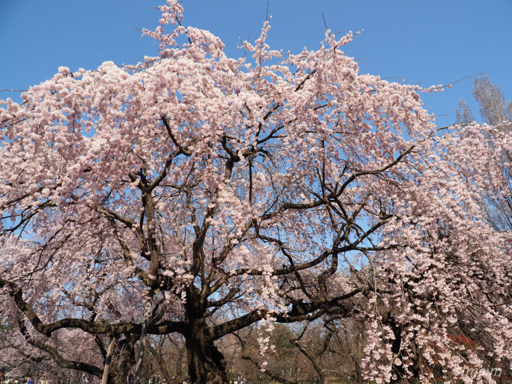 新宿御苑 桜 2026