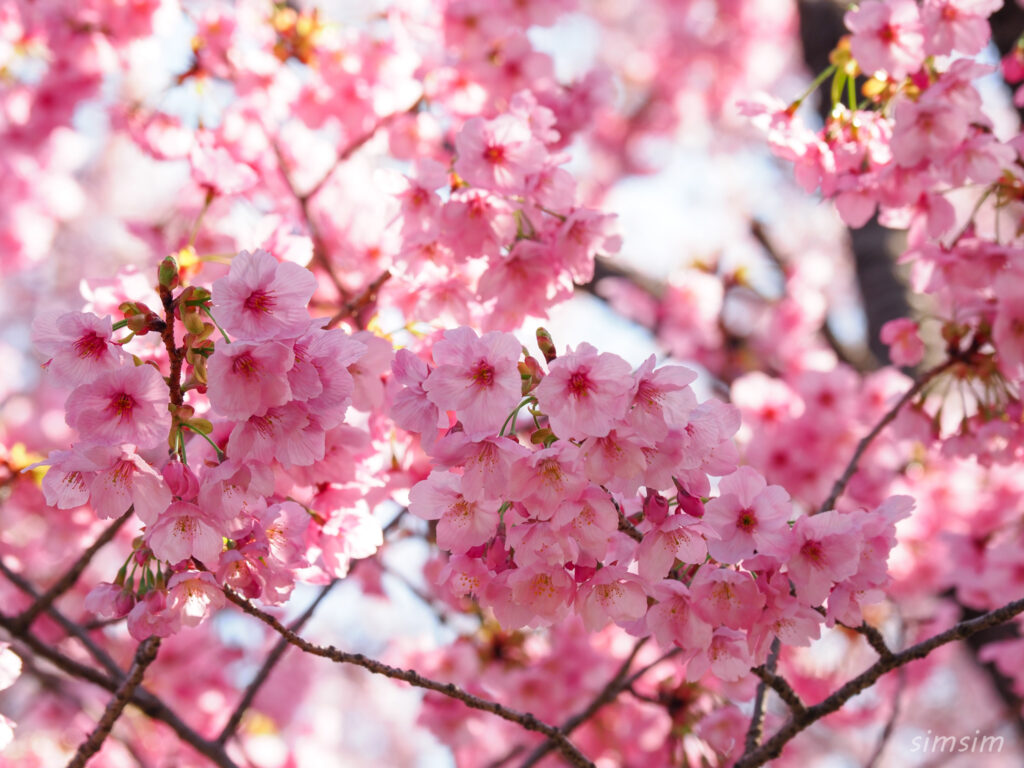 新宿御苑 桜 2026