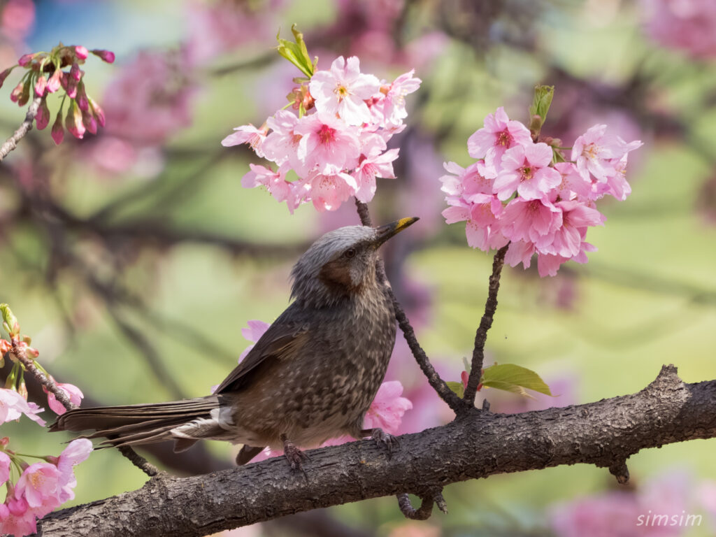 新宿御苑 桜とヒヨドリ