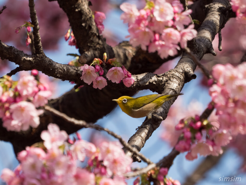 新宿御苑 桜とメジロ