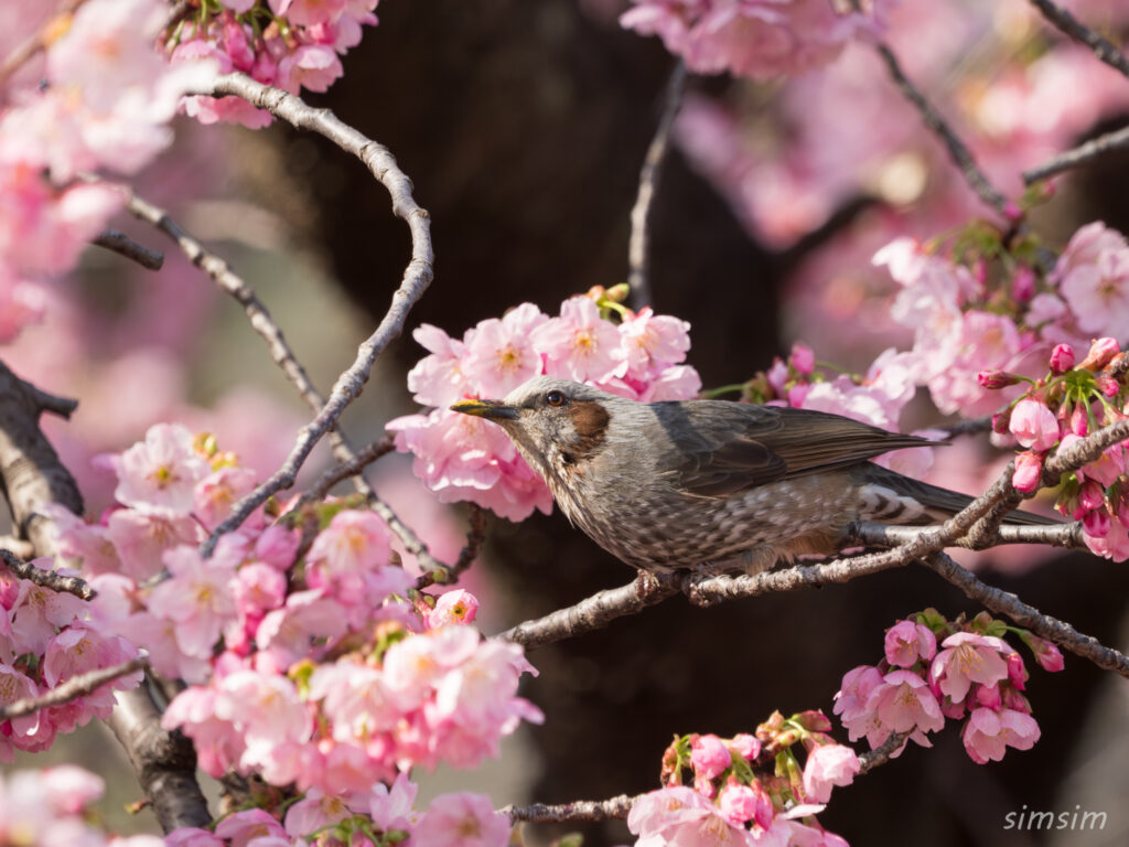 新宿御苑 桜とヒヨドリ