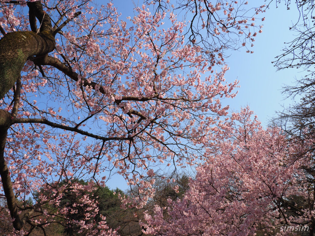 新宿御苑 桜 2026
