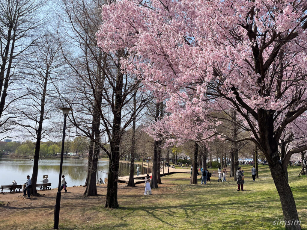 都立舎人公園　桜