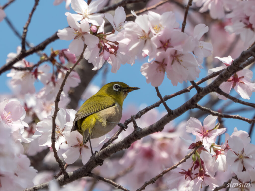 都立舎人公園　桜とメジロ