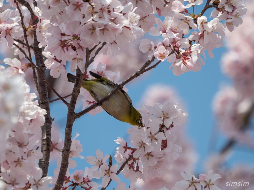 都立舎人公園　桜とメジロ