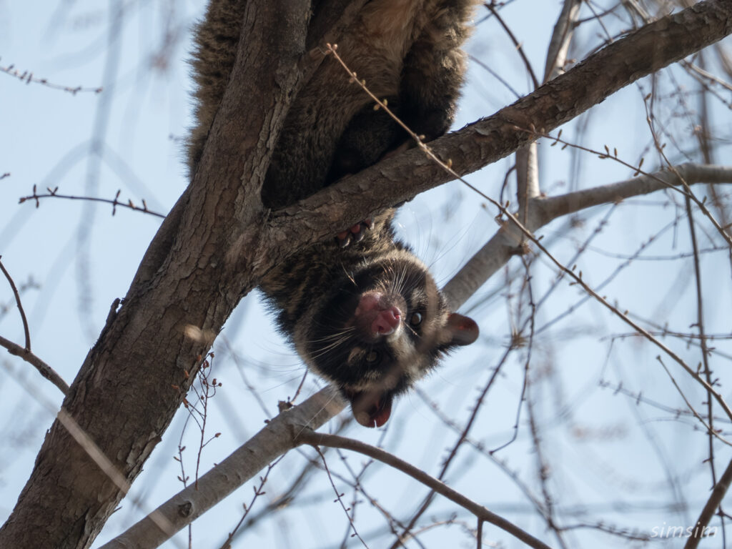 都立舎人公園　ハクビシン