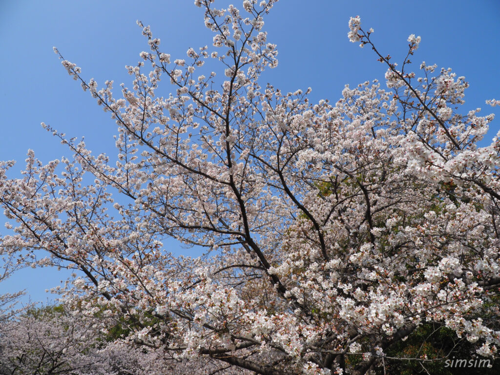 都立舎人公園　桜