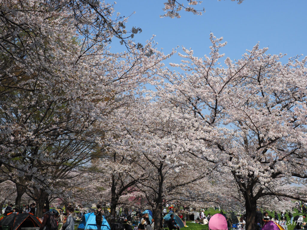 都立舎人公園　桜