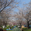 都立舎人公園　桜