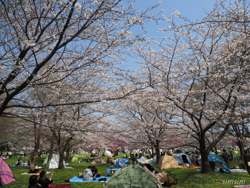 都立舎人公園　桜