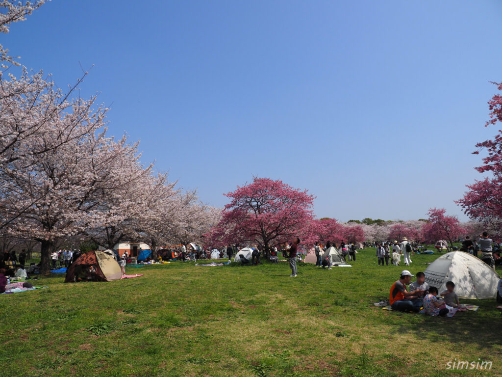 都立舎人公園　桜