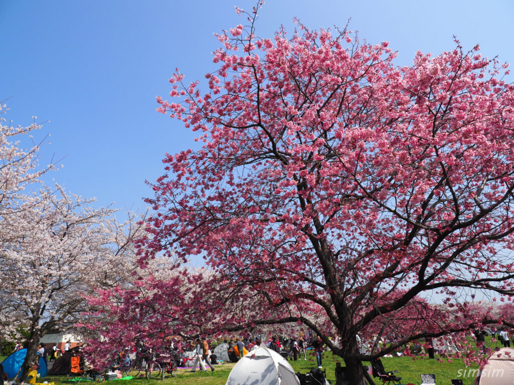 都立舎人公園　桜