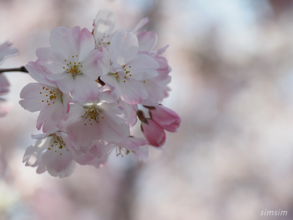 都立舎人公園　桜