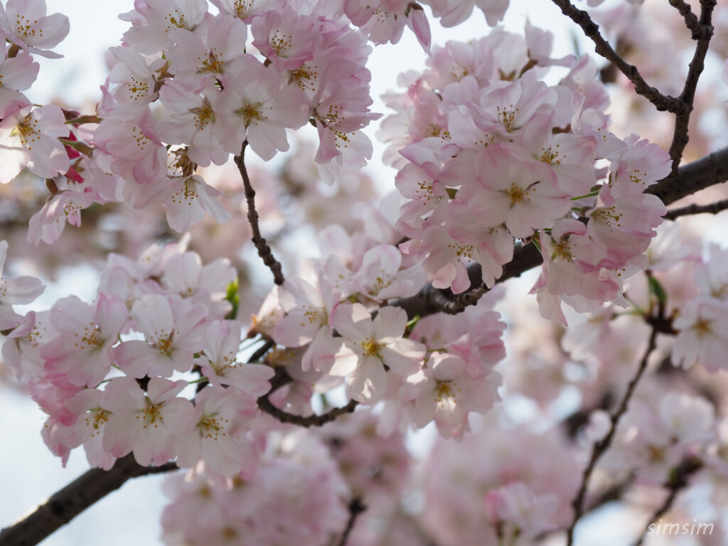 都立舎人公園　桜