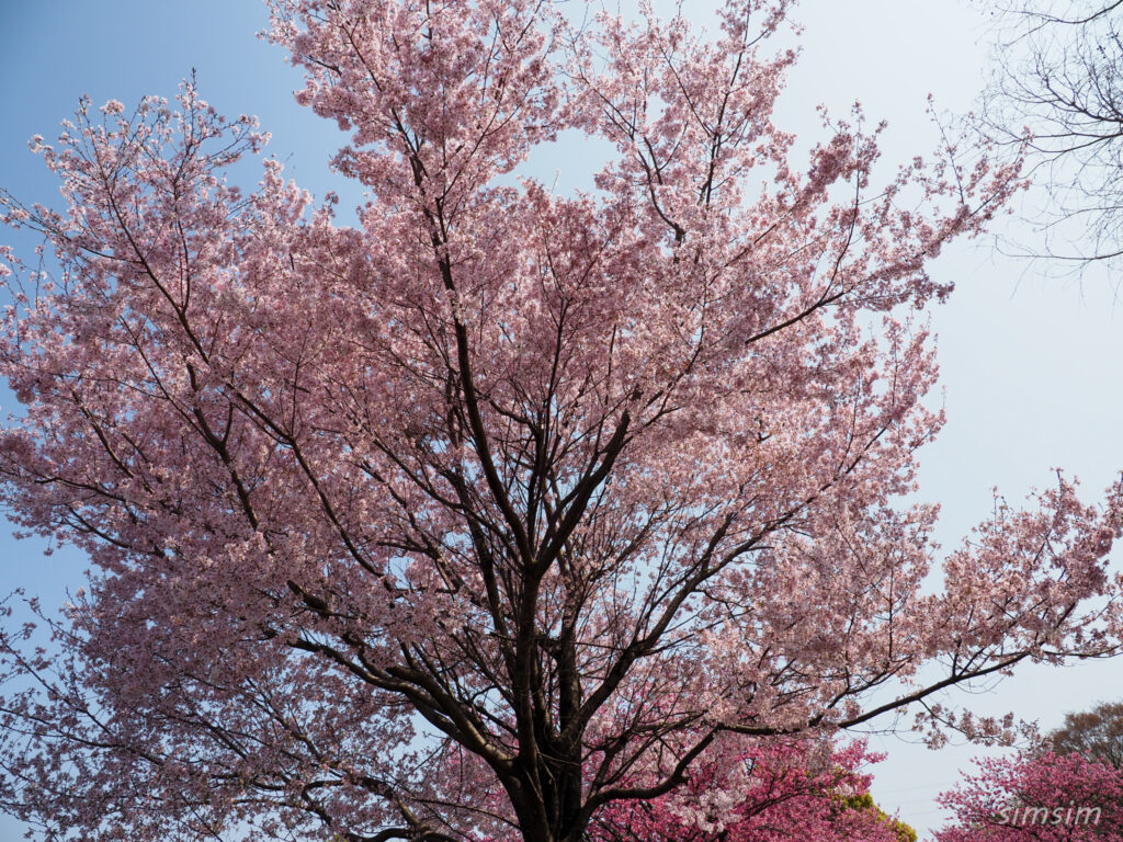 都立舎人公園　桜