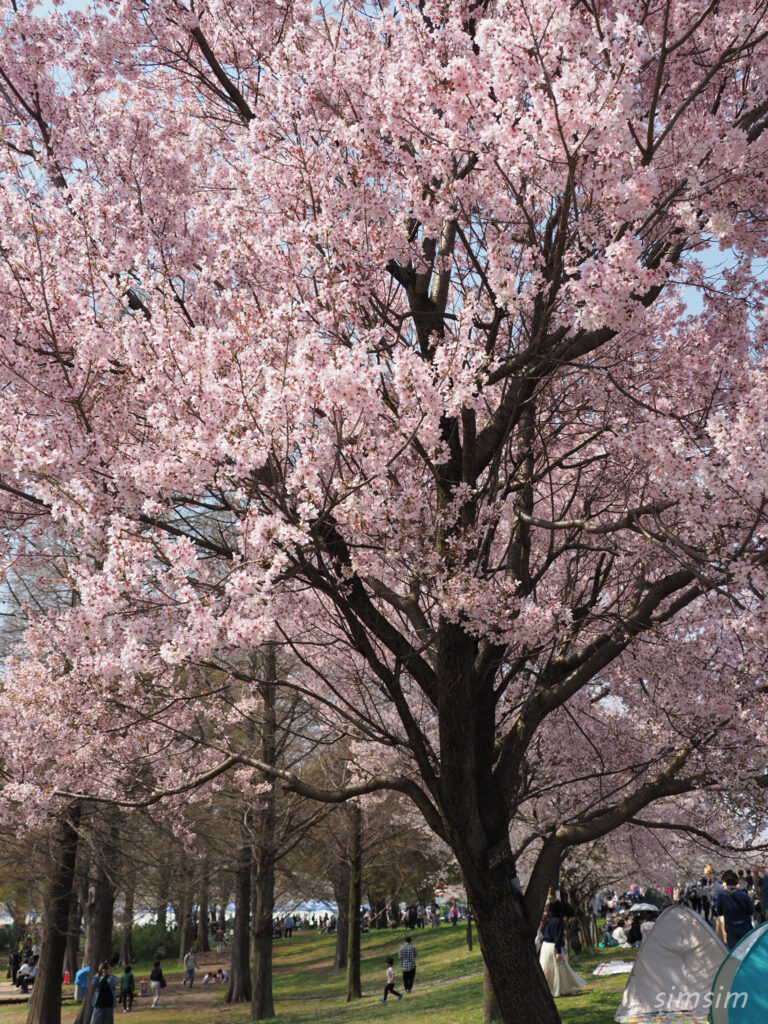 都立舎人公園　桜