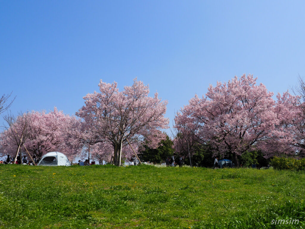 都立舎人公園　桜