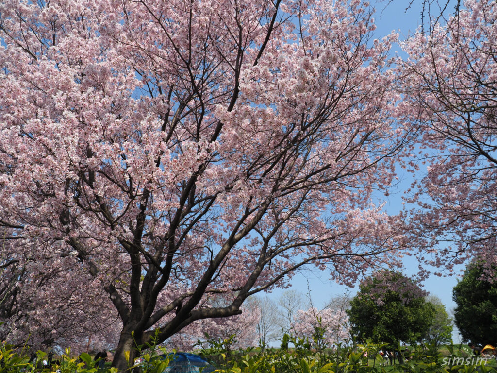 都立舎人公園　桜