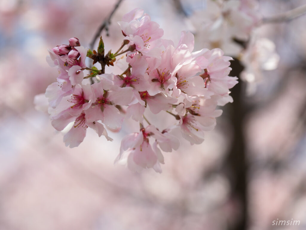 都立舎人公園　桜