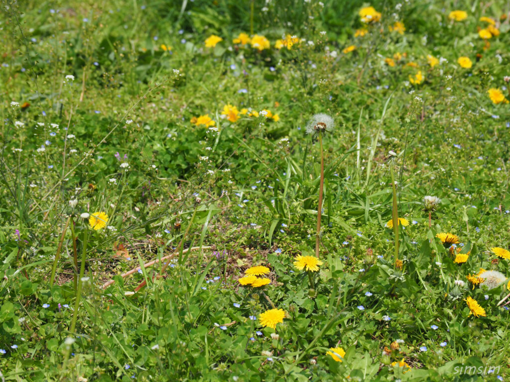 都立舎人公園　タンポポ