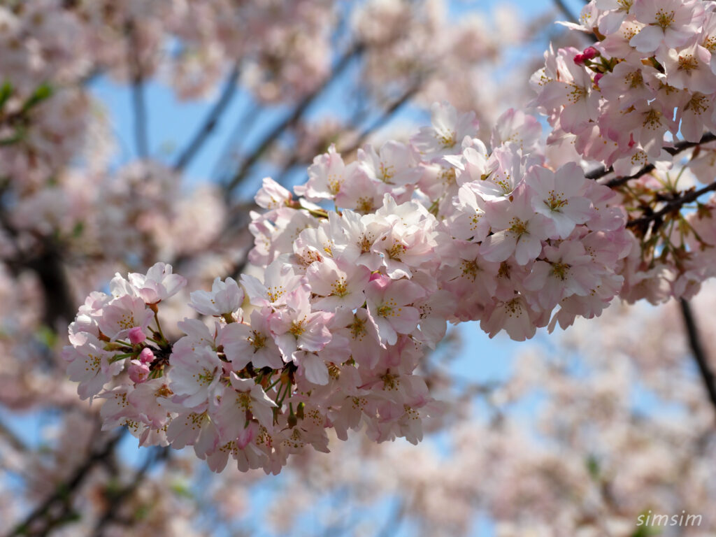 都立舎人公園　桜