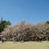 新宿御苑　八重桜