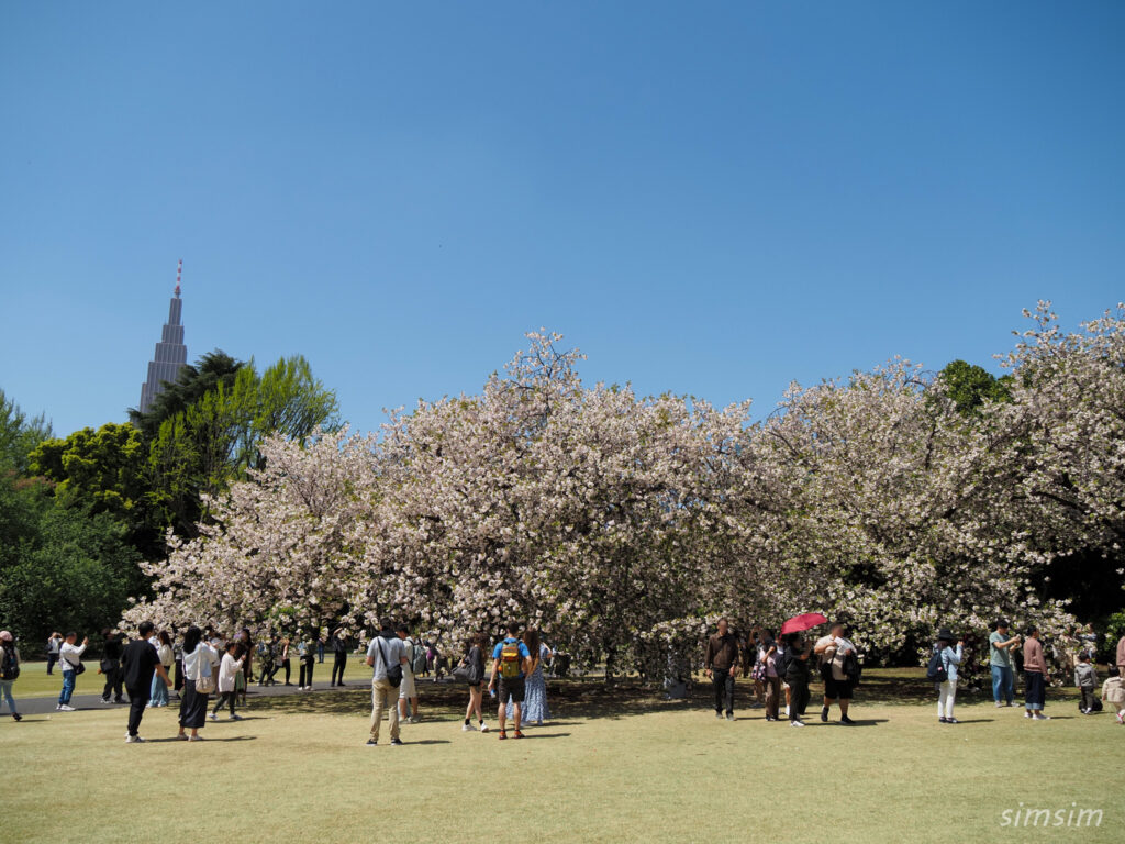 新宿御苑　八重桜