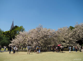 新宿御苑　八重桜