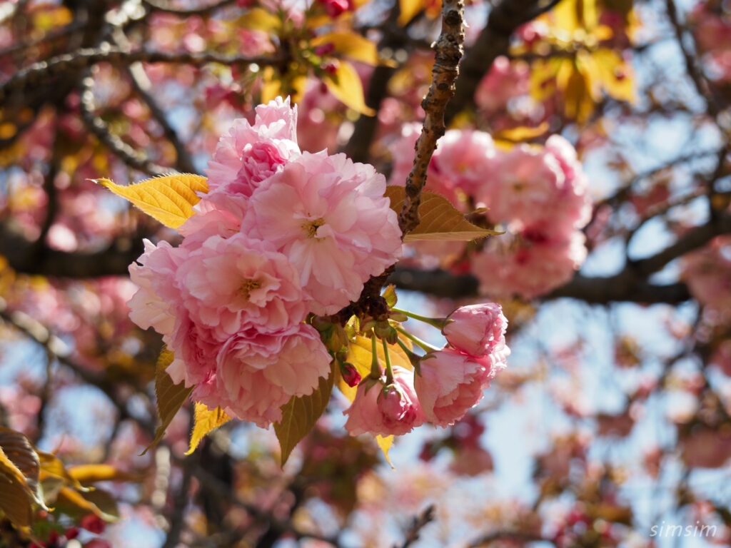 新宿御苑　八重桜