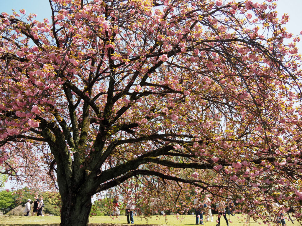 新宿御苑　八重桜