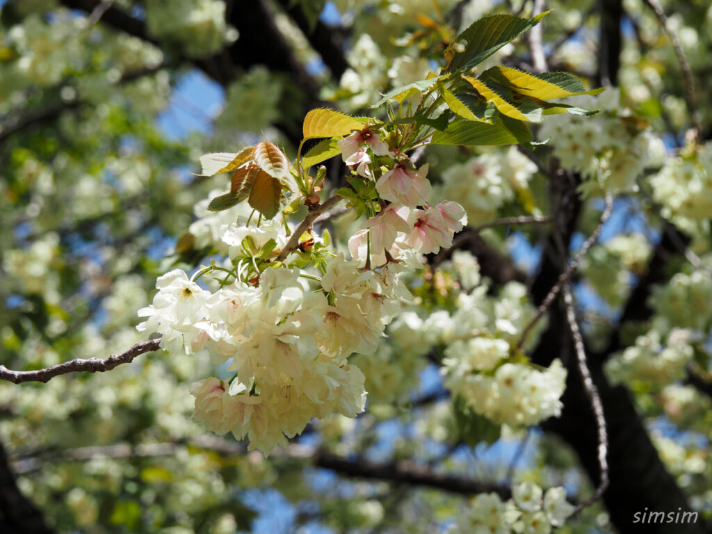 新宿御苑　八重桜