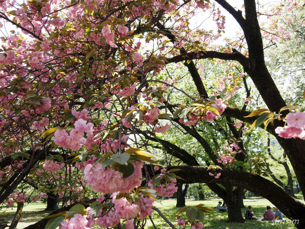 新宿御苑　八重桜