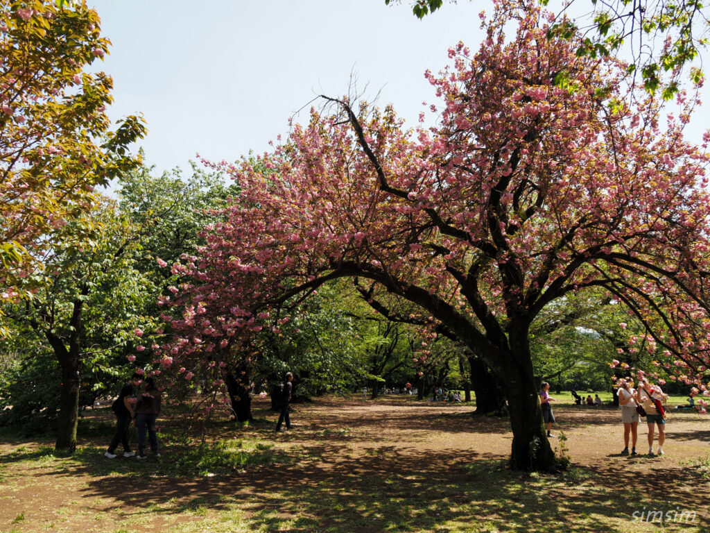 新宿御苑　八重桜