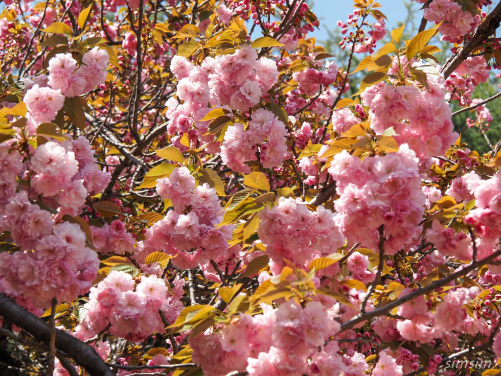 新宿御苑　八重桜