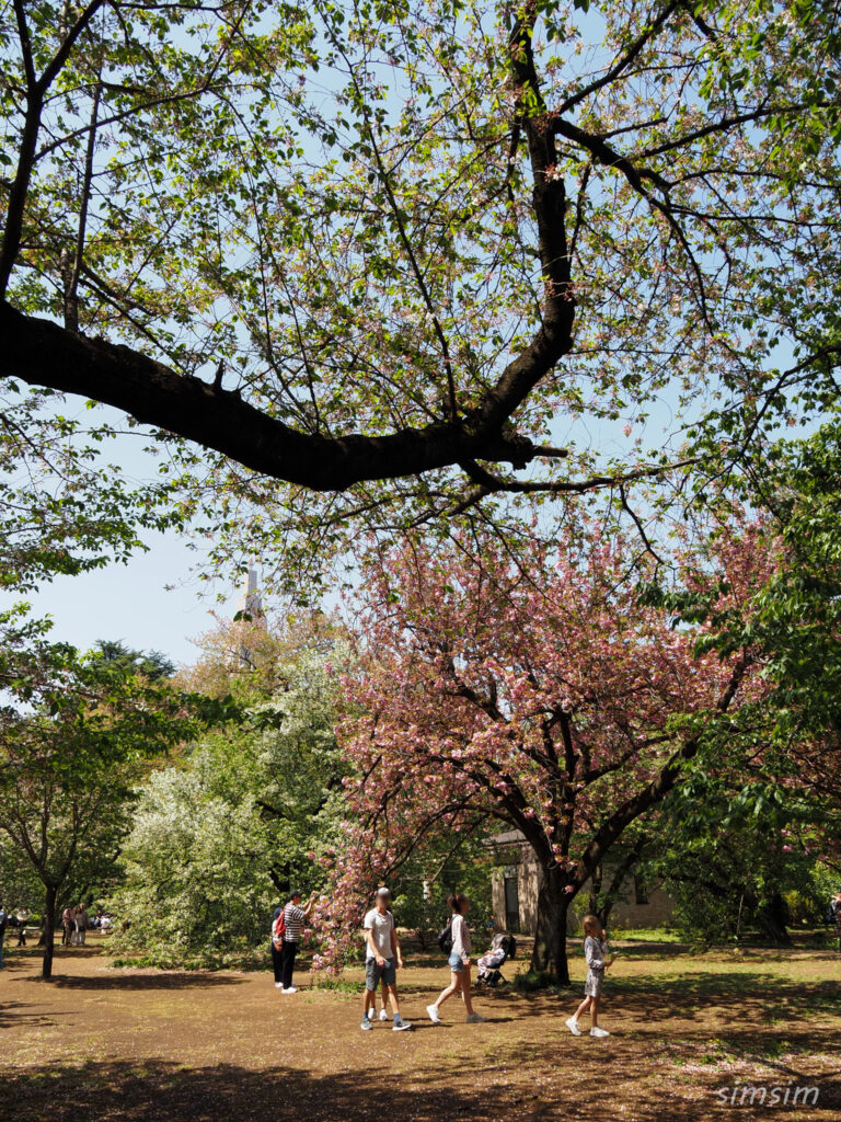 新宿御苑　八重桜