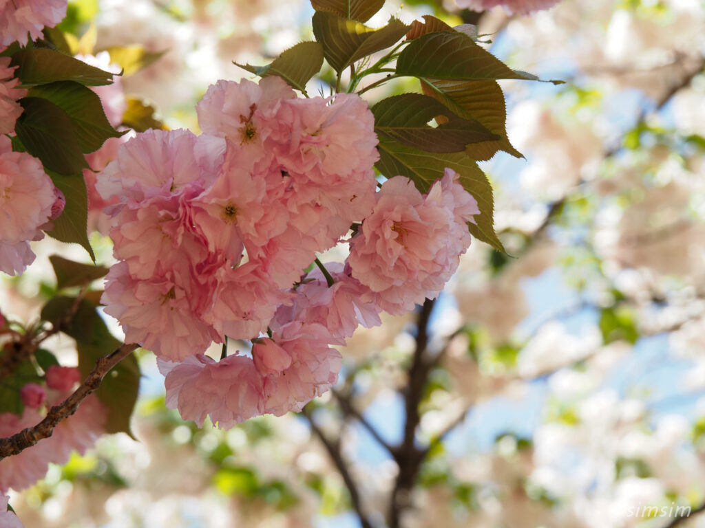 新宿御苑　八重桜