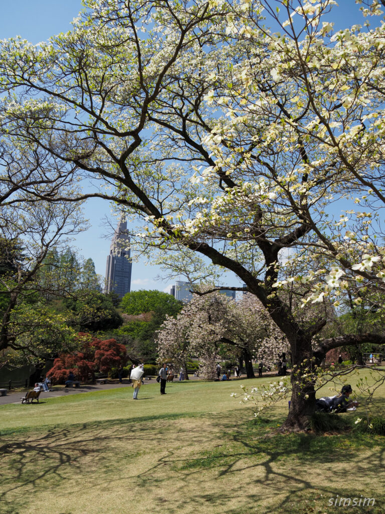 新宿御苑　八重桜