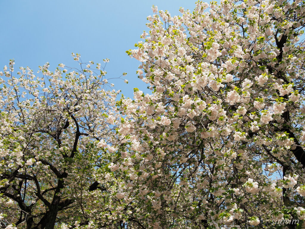 新宿御苑　八重桜