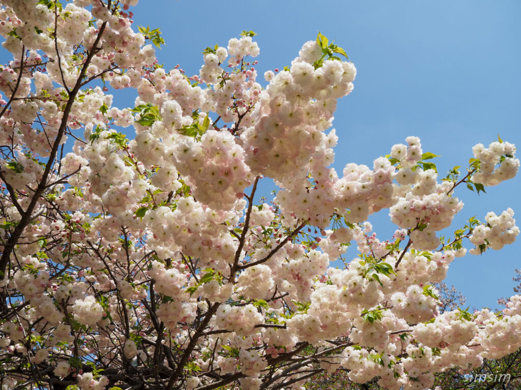 新宿御苑　八重桜