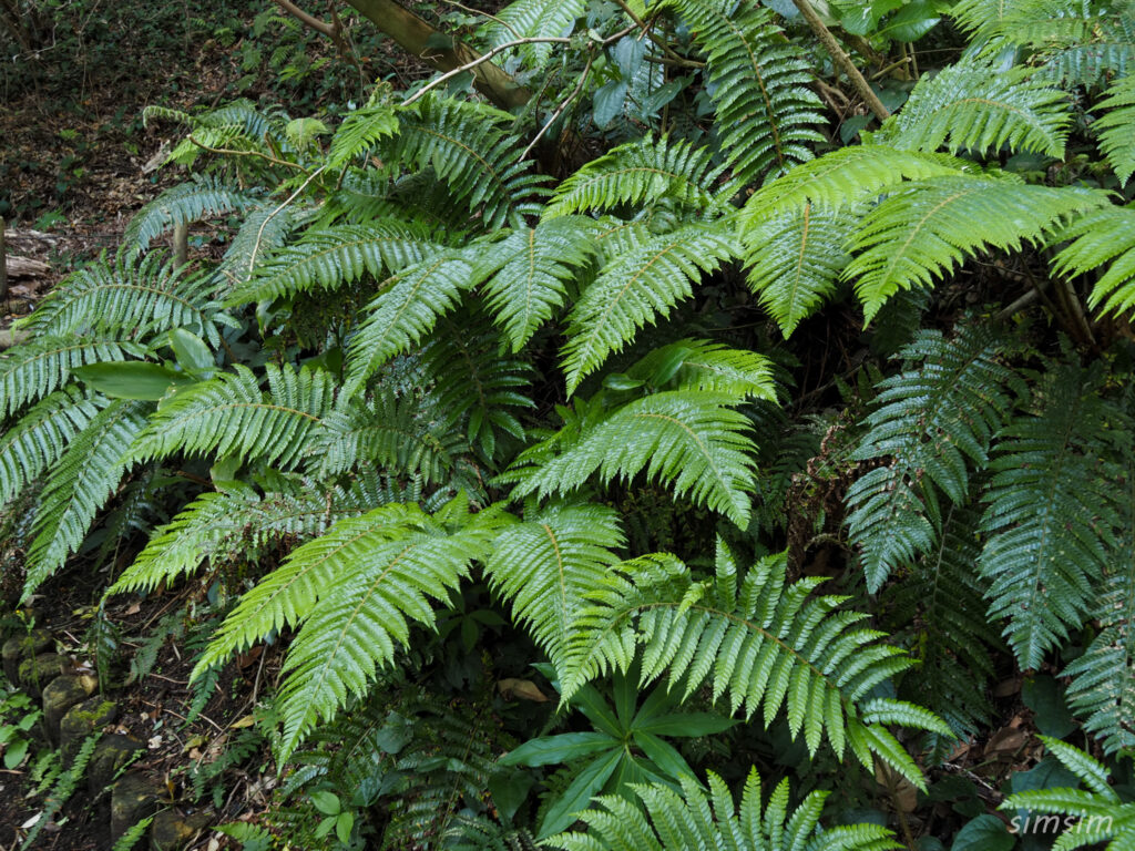 三宅島　大路池