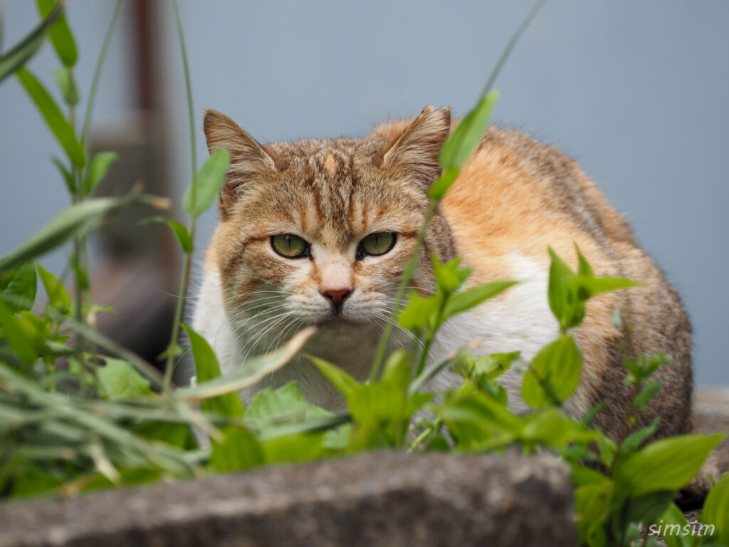 三宅島　地域猫