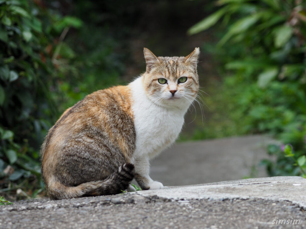 帰りのフェリーは2等船室
