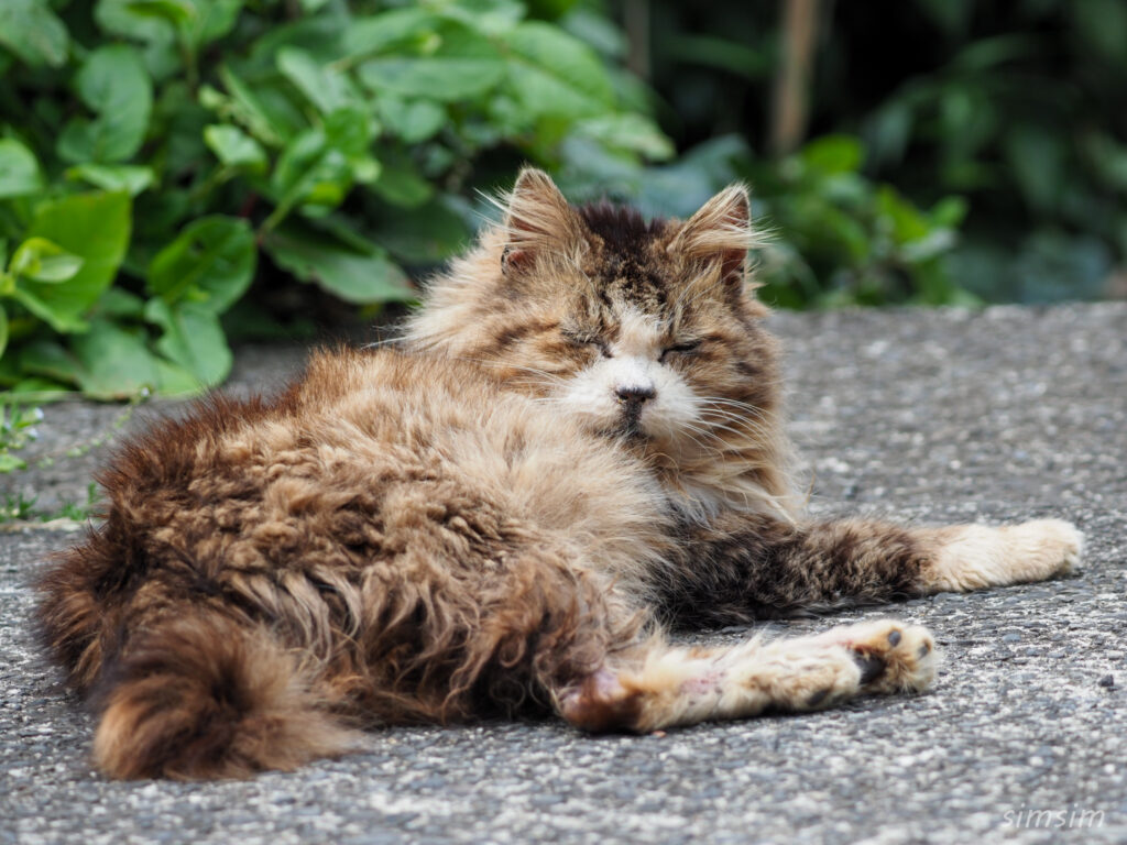 帰りのフェリーは2等船室