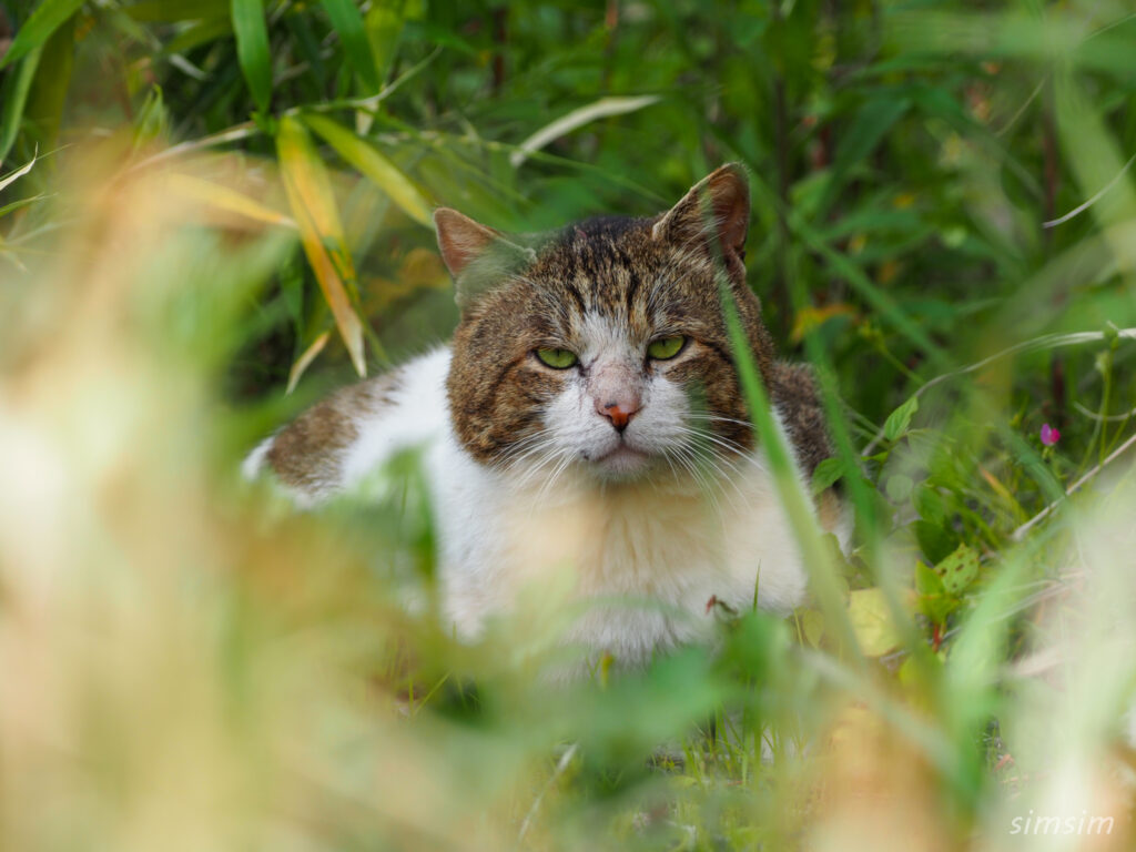 帰りのフェリーは2等船室