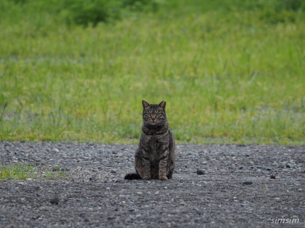 帰りのフェリーは2等船室